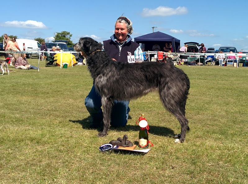 BOB Hound Club of East Anglia 2015